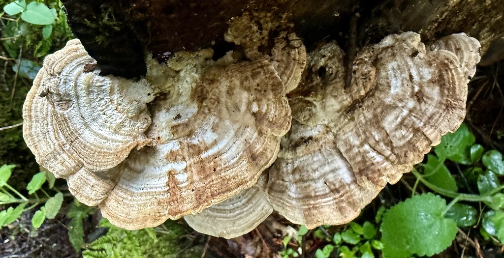 Trametes betulina · February 2026 · photo: © hllrnnr (iNaturalist, cc0)