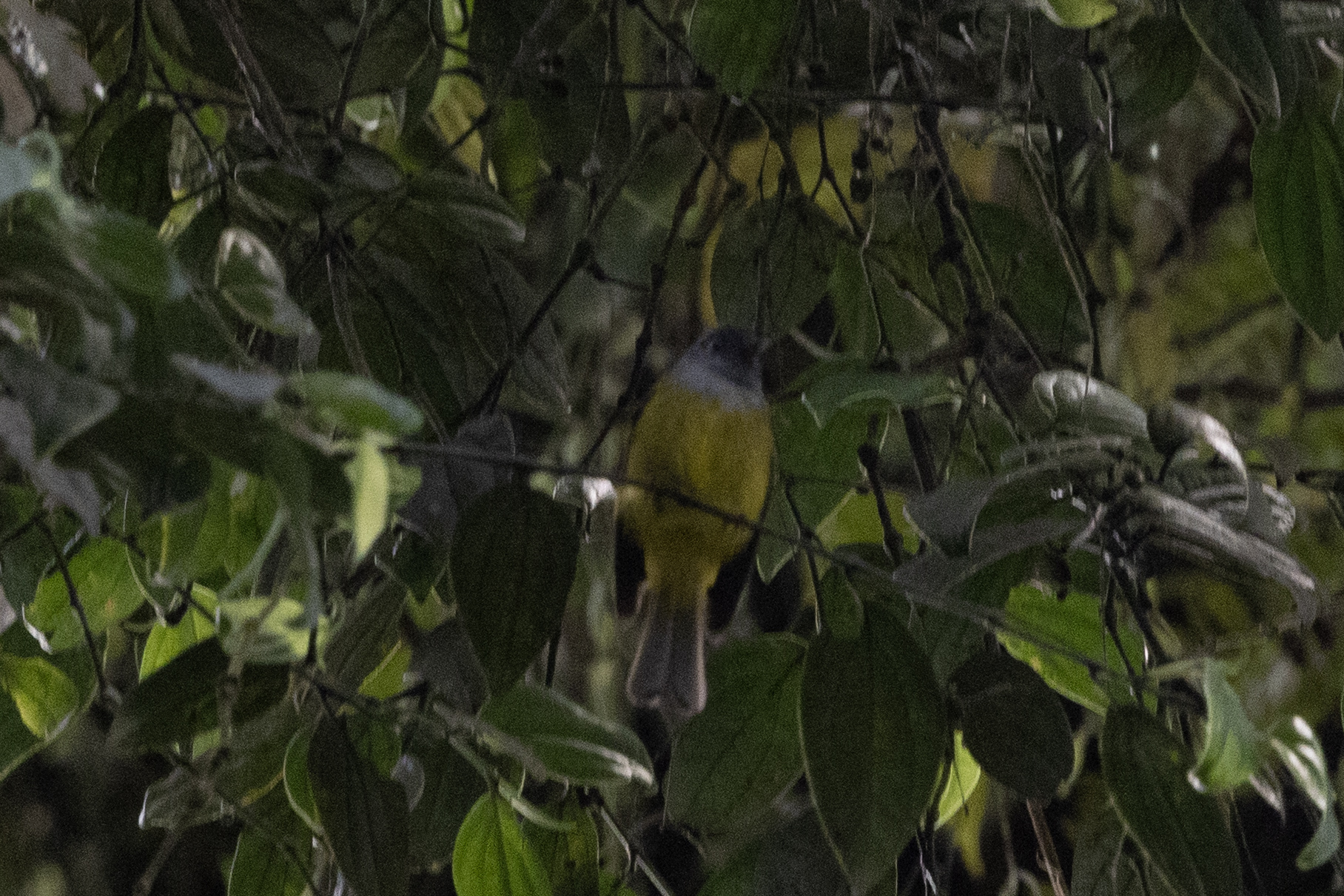 Grey-headed Canary-flycatcher (Culicicapa ceylonensis), photo 10