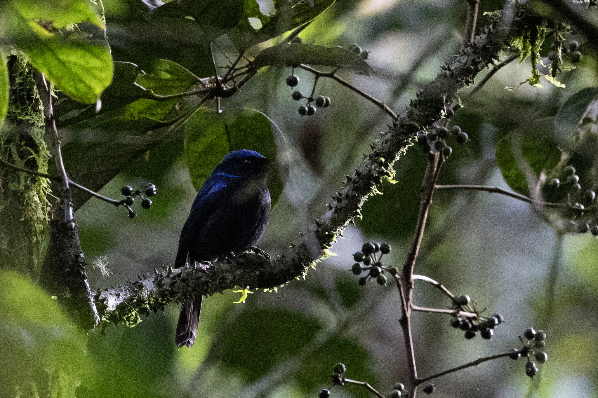 Large Niltava (Niltava grandis), photo 3
