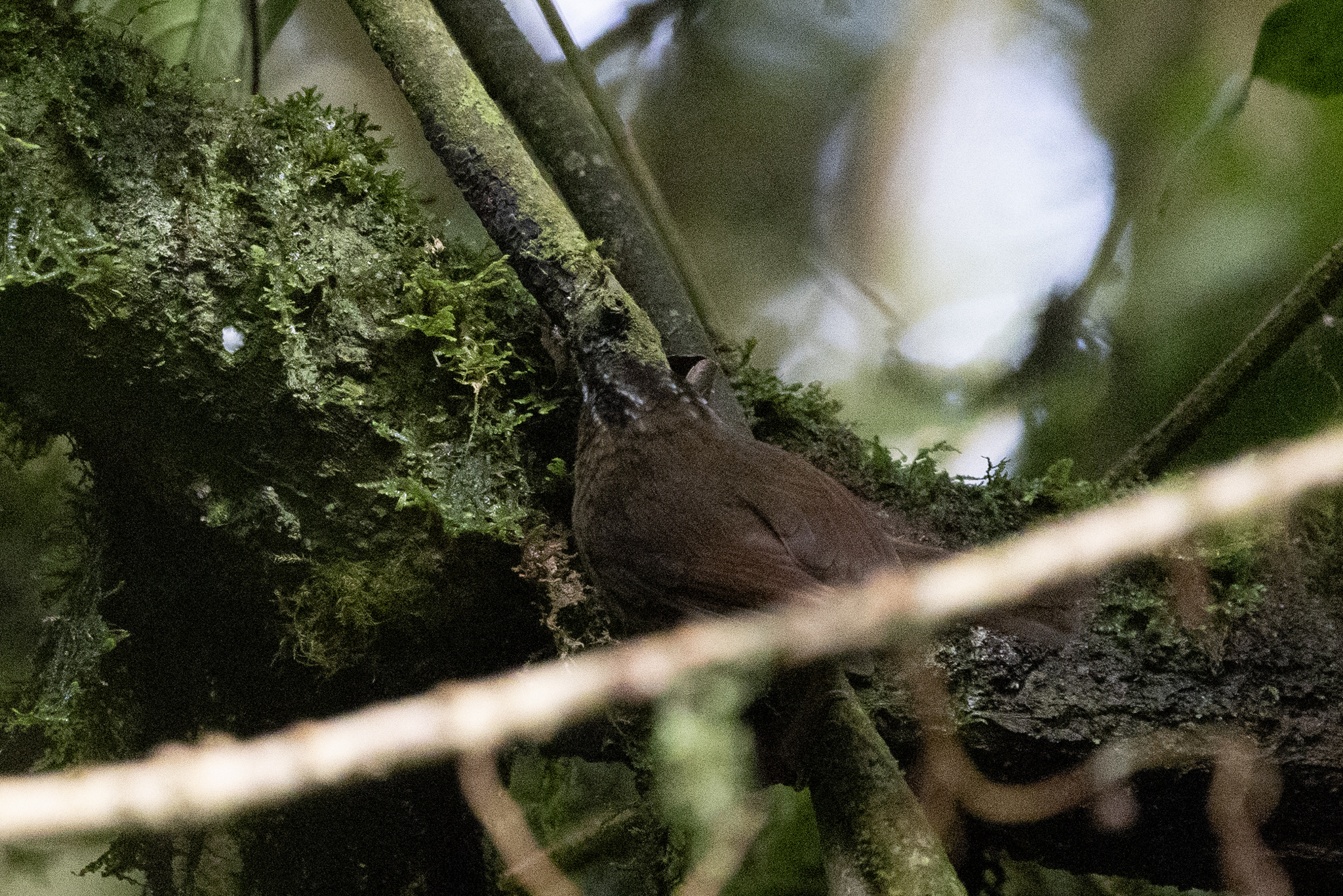 Grey-throated Babbler (Stachyris nigriceps), photo 10
