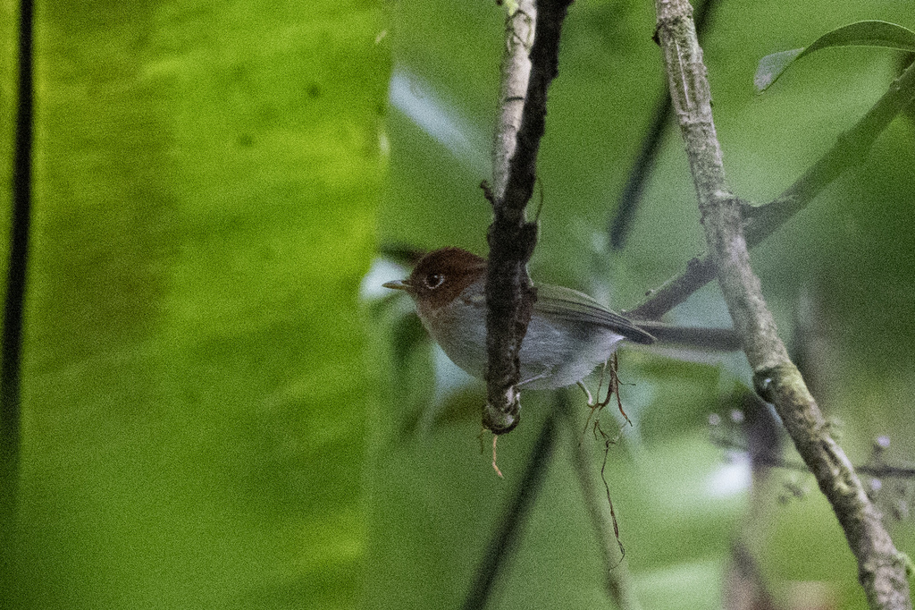 Sunda Warbler (Seicercus grammiceps)
