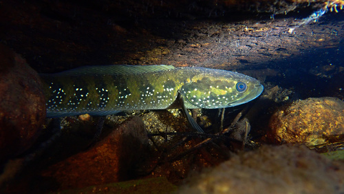 Small snakehead (Channa asiatica) — Channidae — 4