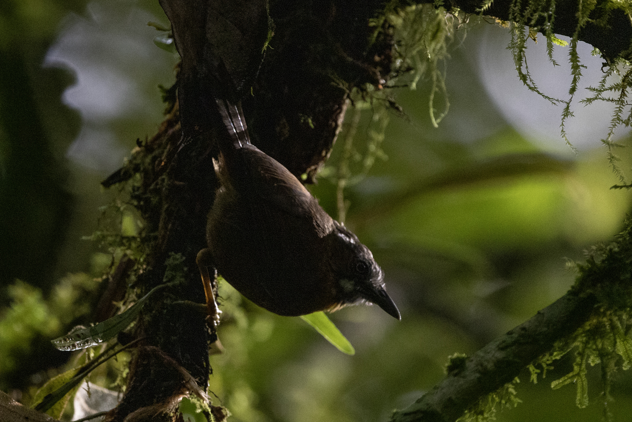 Grey-throated Babbler (Stachyris nigriceps), photo 7