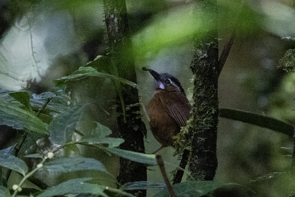 Gray-throated Babbler (Stachyris nigriceps)