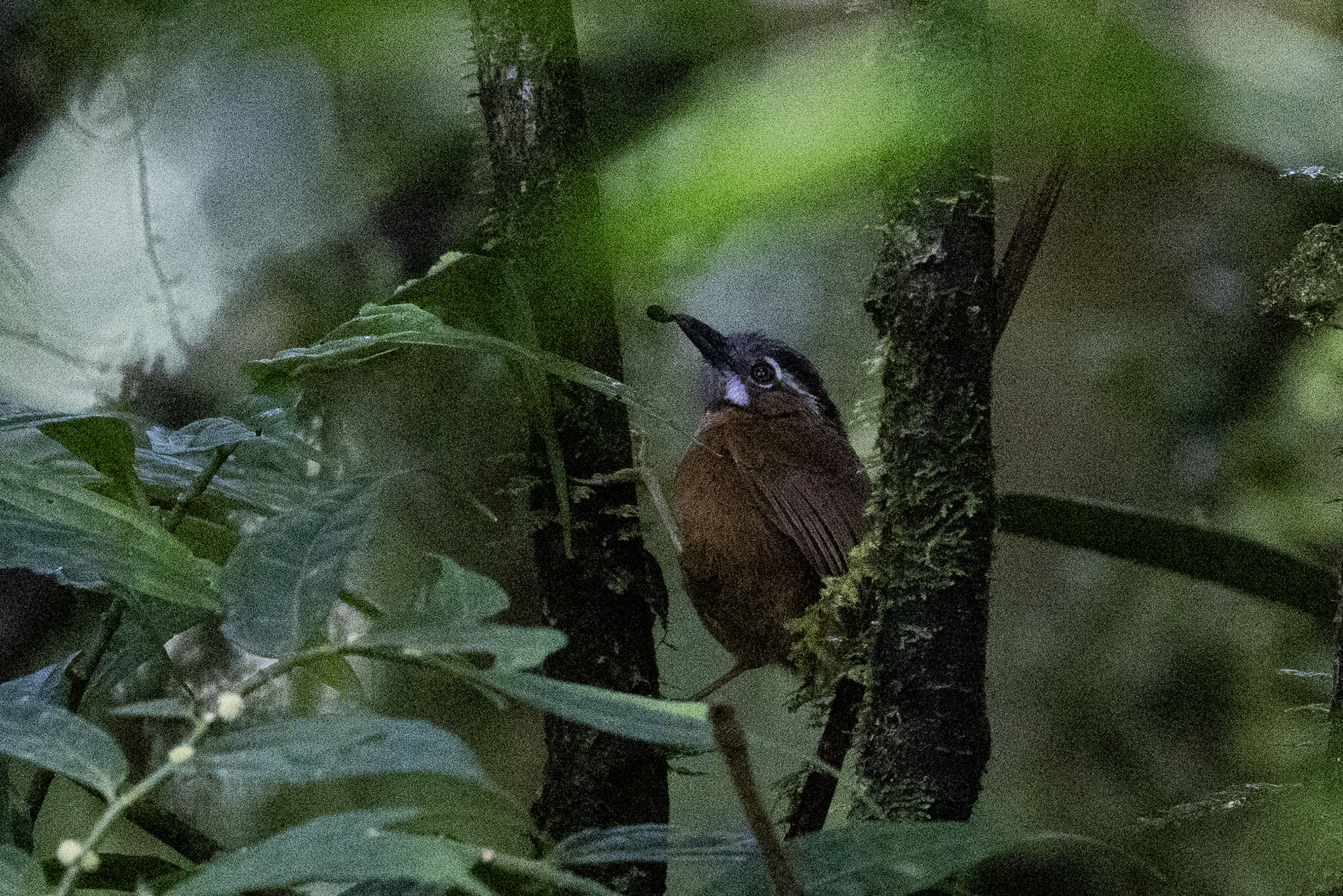 Grey-throated Babbler (Stachyris nigriceps), photo 6