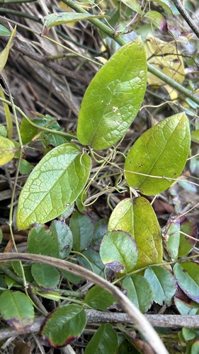 Vincetoxicum izuense iNat (1)