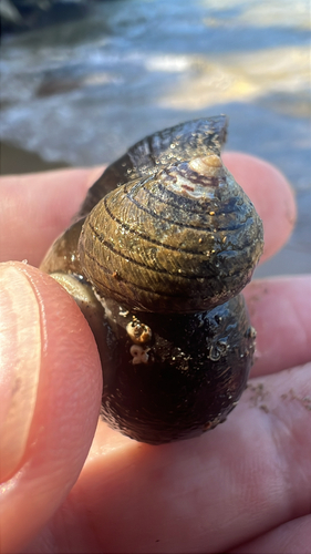 Diloma aethiops
