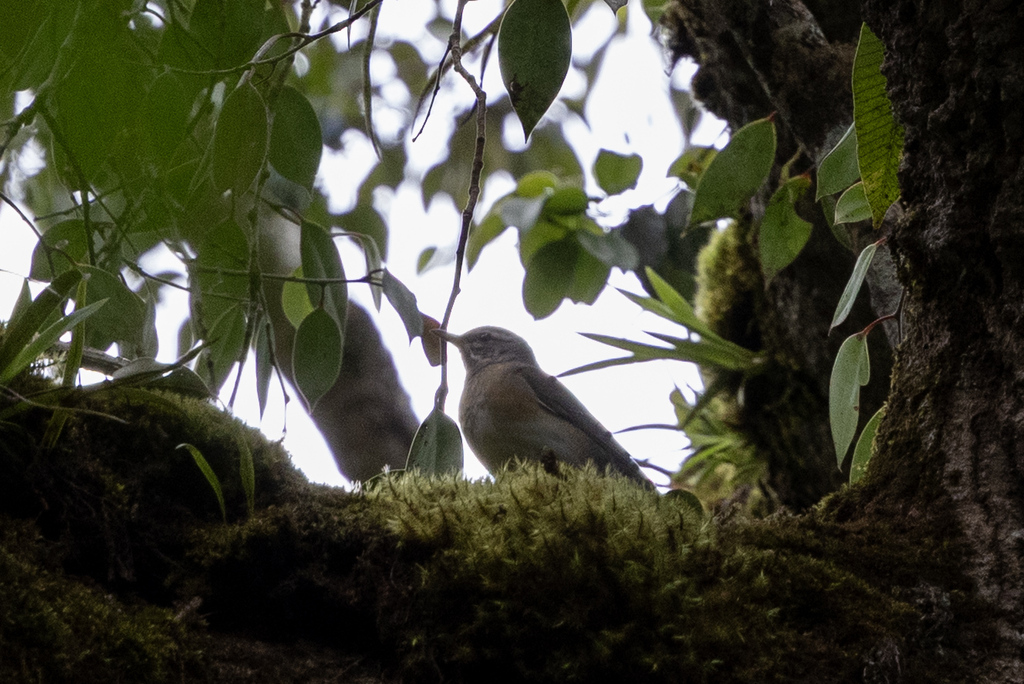 Anis kuning (Turdus obscurus)