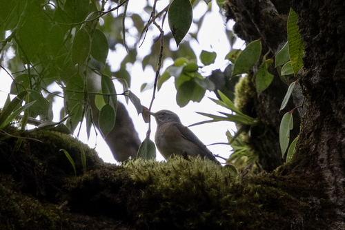 Eyebrowed Thrush (Turdus obscurus), photo 5