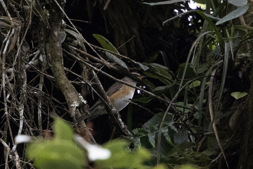 Eyebrowed Thrush (Turdus obscurus), photo 6