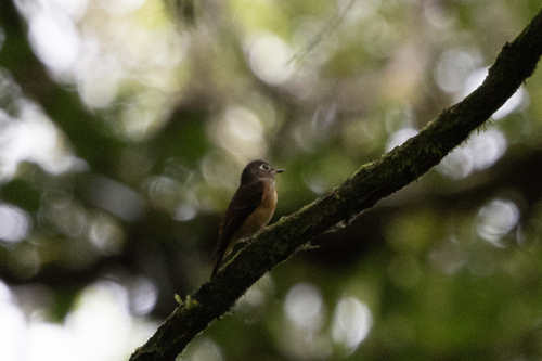 Ferruginous Flycatcher (Muscicapa ferruginea)
