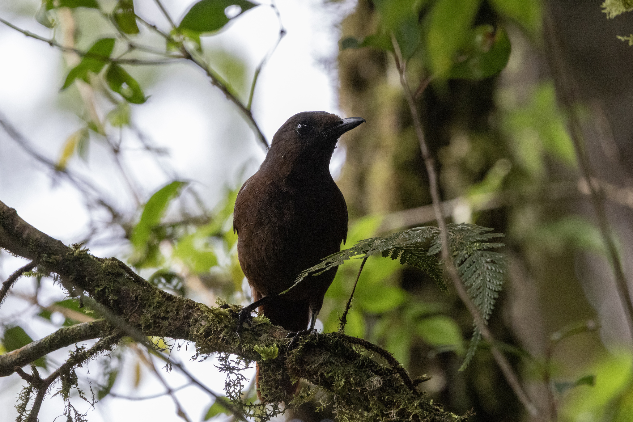 Brown-winged Whistling Thrush (Myophonus castaneus), photo 2