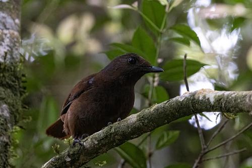 Brown-winged Whistling Thrush (Myophonus castaneus), photo 7