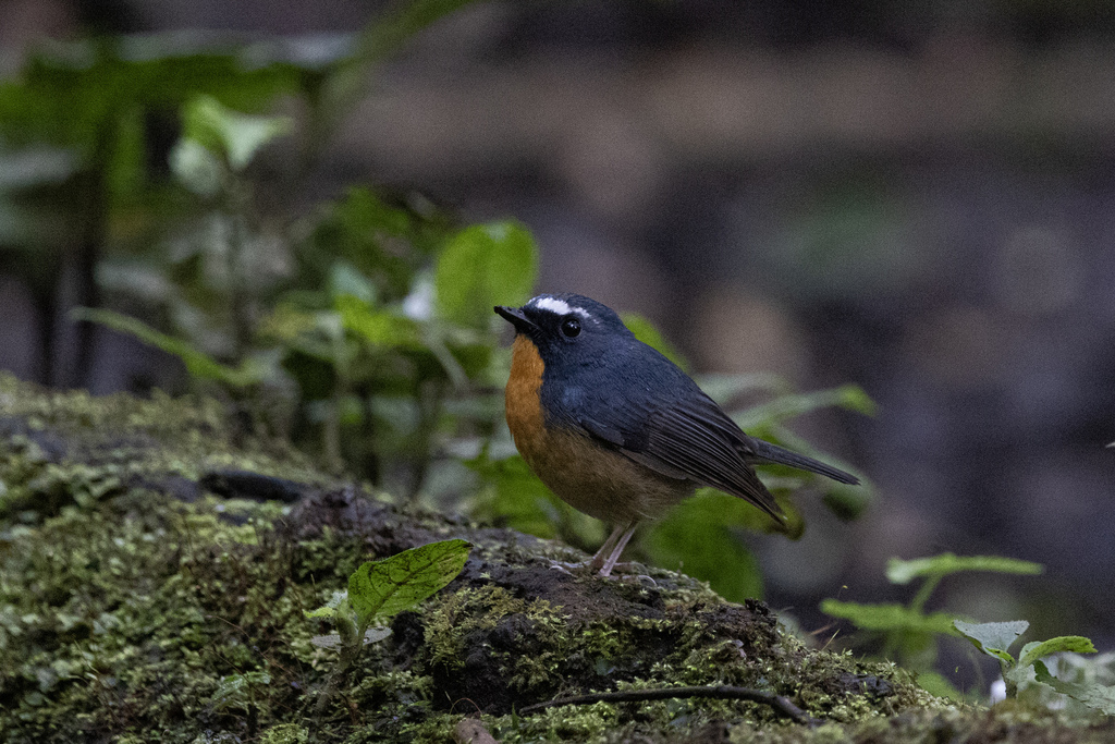 Snowy-browed Flycatcher (Ficedula hyperythra)