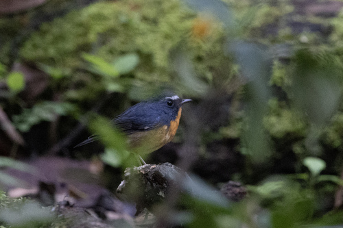 Snowy-browed Flycatcher (Ficedula hyperythra), photo 4