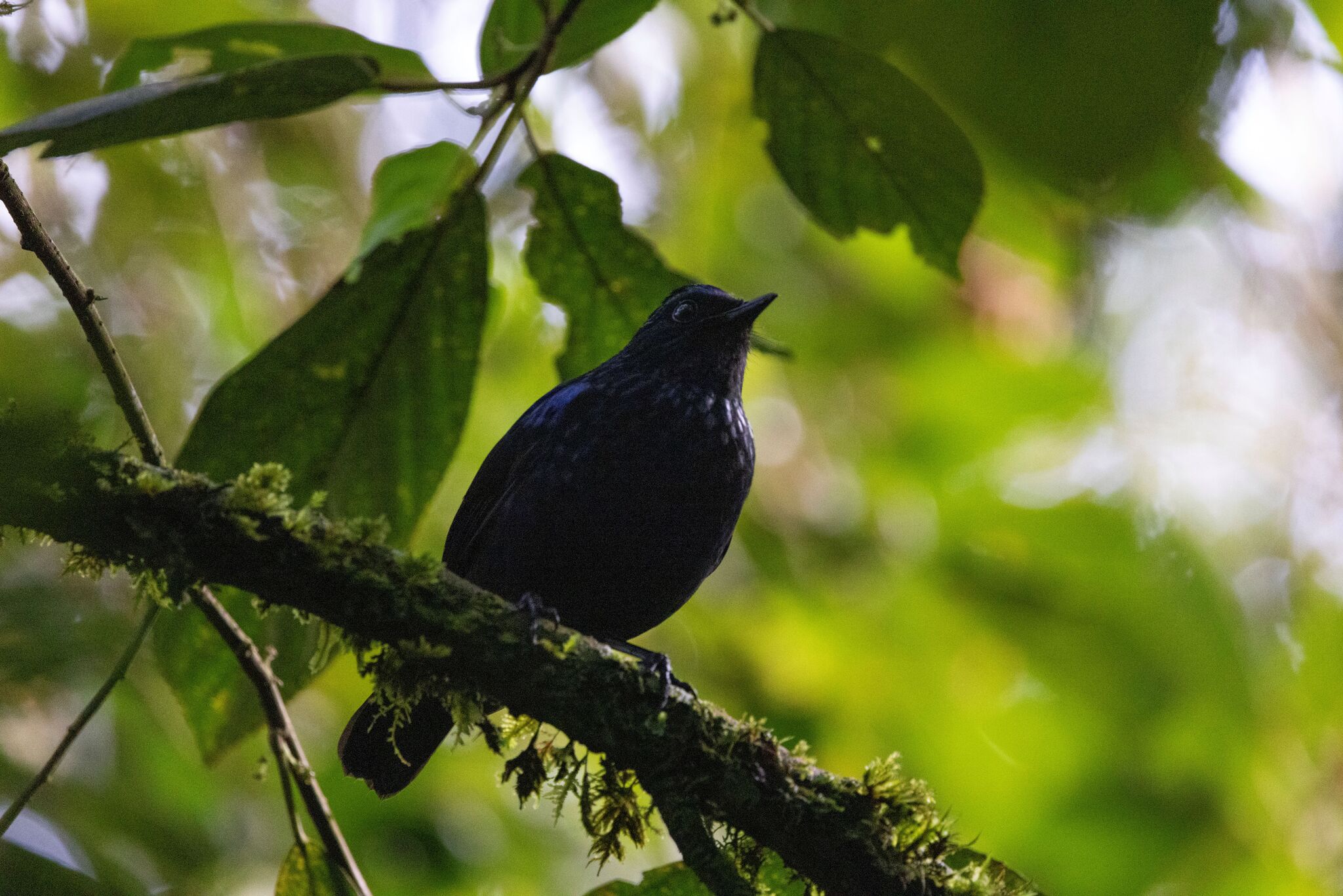 Shiny Whistling Thrush (Myophonus melanurus), photo 1