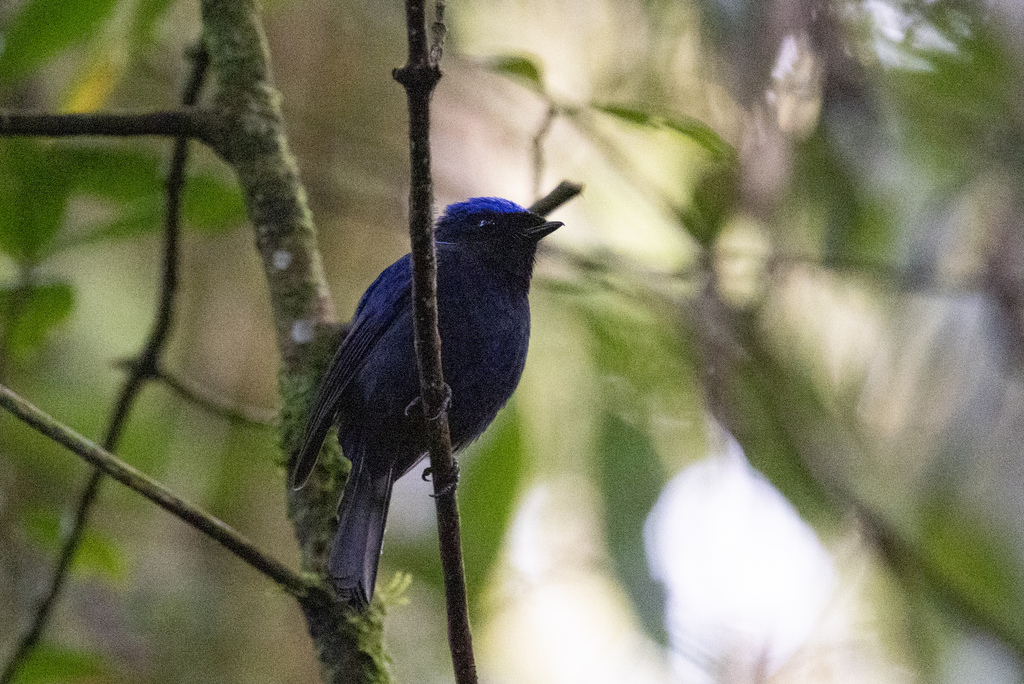 Large Niltava (Niltava grandis)