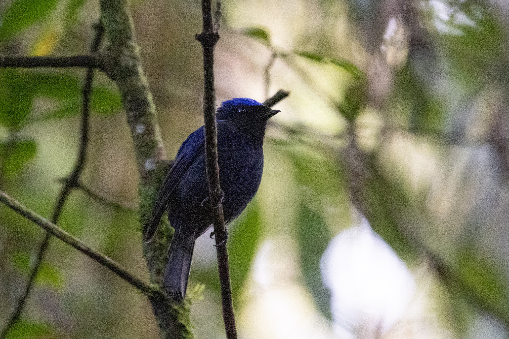Large Niltava (Niltava grandis), photo 2