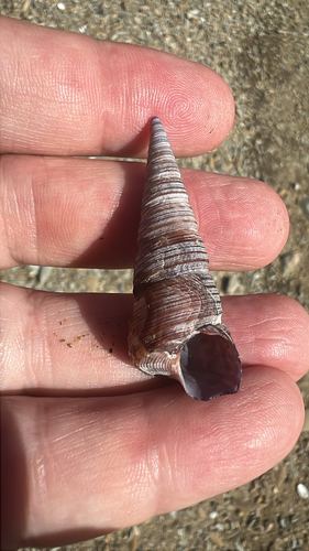 Maoricolpus roseus