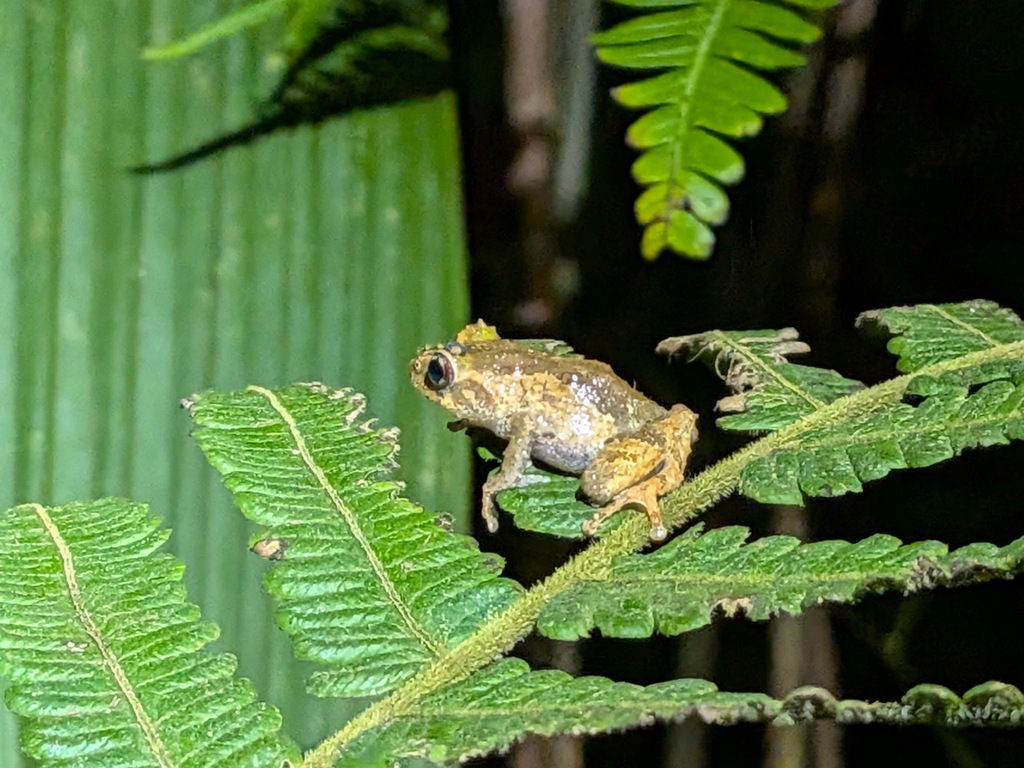 Java Bubble-nest Frog (Philautus aurifasciatus)