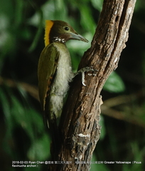 Chrysophlegma flavinucha