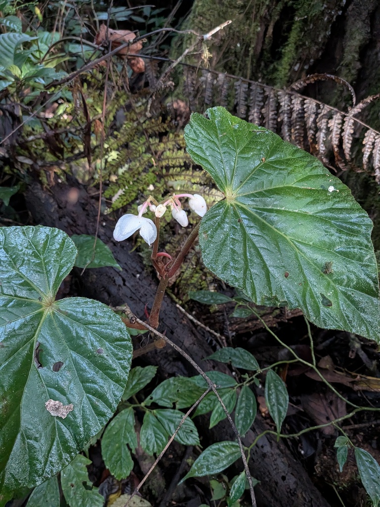 Begonia teysmanniana (Begonia teysmanniana)