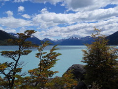 Nothofagus antarctica