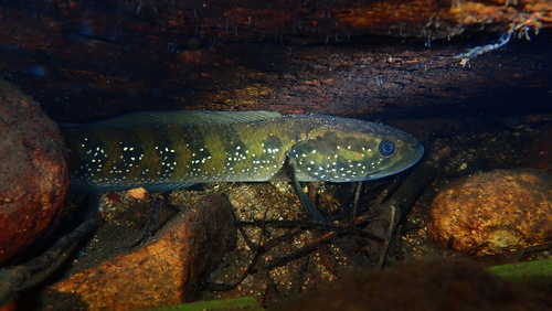 Small snakehead (Channa asiatica) — Channidae — 5