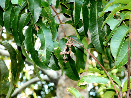 Blepharocarya involucrigera, 2026-02-10