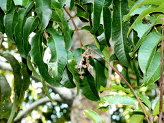 Blepharocarya involucrigera