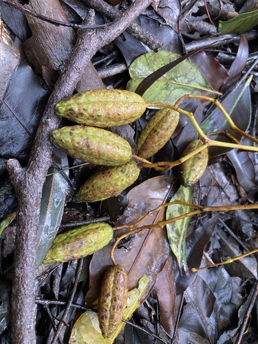 Flindersia brayleyana observed 2026-02-10