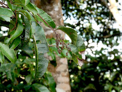 Blepharocarya involucrigera, photograph (c) Steve Fitzgerald, some rights reserved (CC BY-SA)