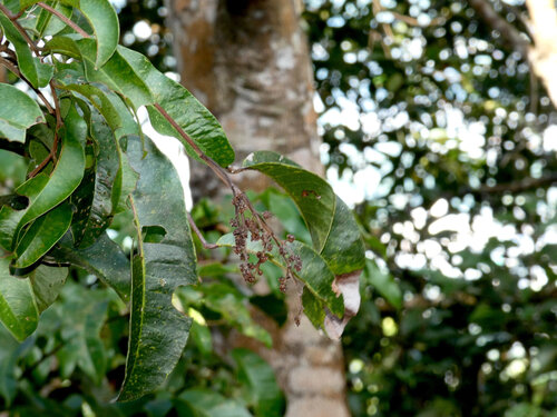 Blepharocarya involucrigera, photograph 1