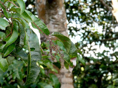 Blepharocarya involucrigera, photograph (c) Steve Fitzgerald, some rights reserved (CC BY-SA)