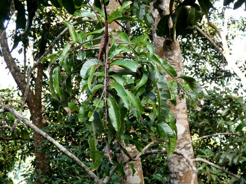 Blepharocarya involucrigera, photograph 3