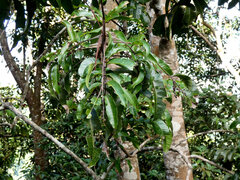 Blepharocarya involucrigera, photograph (c) Steve Fitzgerald, some rights reserved (CC BY-SA)