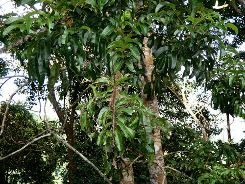 Blepharocarya involucrigera, photograph 5