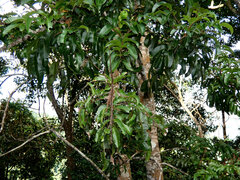 Blepharocarya involucrigera, photograph (c) Steve Fitzgerald, some rights reserved (CC BY-SA)