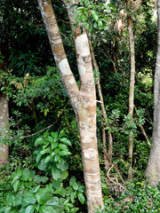Blepharocarya involucrigera, photograph (c) Steve Fitzgerald, some rights reserved (CC BY-SA)