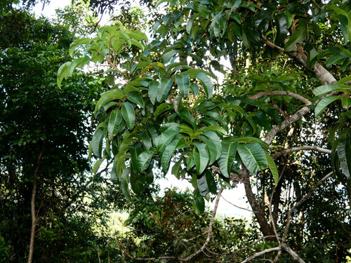Blepharocarya involucrigera, photograph 6