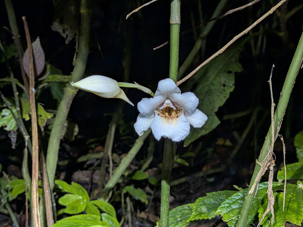 Calanthe pauciflora