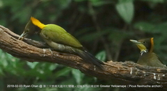 Chrysophlegma flavinucha