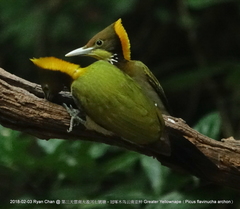 Chrysophlegma flavinucha