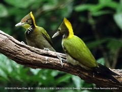 Chrysophlegma flavinucha