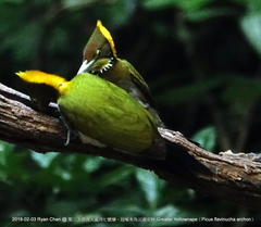 Chrysophlegma flavinucha