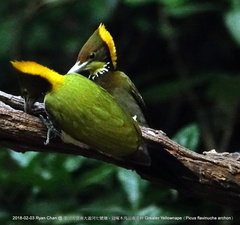 Chrysophlegma flavinucha