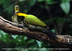 Chrysophlegma flavinucha