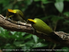 Chrysophlegma flavinucha