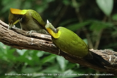 Chrysophlegma flavinucha