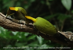 Chrysophlegma flavinucha